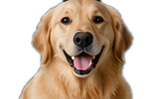 Perro feliz