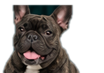 Perro feliz